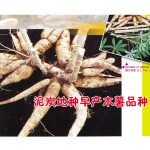 泥炭地种早产木薯品种