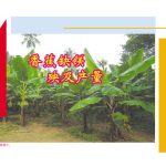 香蕉缺镁殃及产量