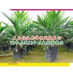 大马棕油局种植试验显示10个月及12个月大秧苗最佳