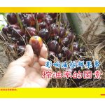 影响油棕鮮果串榨油率的因素