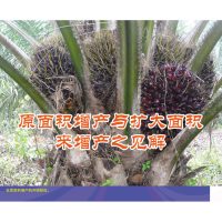 原面积增产与扩大面积来增产之见解