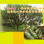 Nyekak:甜却没香味的榴莲拥有投入西方国家市场的潜能