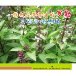 能制成芳香油的罗勒,可在沙地种植