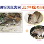油棕园鼠害的三种控制法