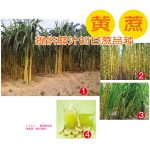 黄蔗提供鲜汁的甘蔗品种