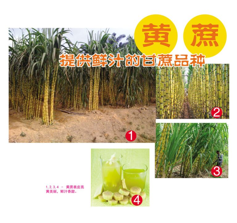 黄蔗提供鲜汁的甘蔗品种 - 农业天地网
