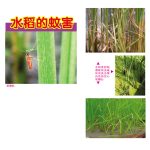 水稻的蚊害