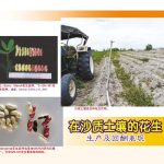 在沙质土壤的花生生产及回酬表现