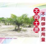 不同土质，不同钾肥用量