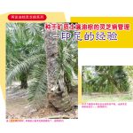 再谈油棕灵芝病系列:种于矿质土壤油棕的灵芝病管理 (印尼的经验)