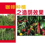 咖啡种植之造荫效果