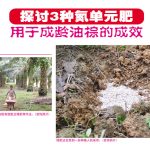 探讨3种氮单元肥用于成龄油棕的成效