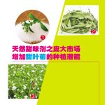 天然甜味剂之庞大市场,增加甜叶菊的种植潜能