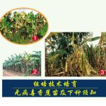 组培技术培育无病毒香蕉苗及下种须知