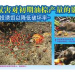 鼠害对初期油棕产量的影响:可投诱饵以降低破坏率