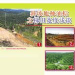 斜坡地种油棕之梯田宽度浅谈