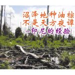 沼泽地种油棕不是天方夜谭(印尼的经验)