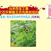 马来西亚土壤之石灰解酸及农作物的反应:第五篇:施放石灰粉的作物效应(完结篇)