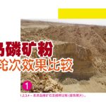 圣旦岛磷矿粉的采用轮次效果比较