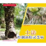 再谈油棕灵芝病系列:土法控制油棕灵芝病