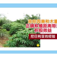 油棕园兼种木薯,正确种植距离带来积极效益(尼日利亚的经验)