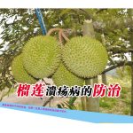 榴莲溃疡病的防治