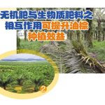 无机肥与生物质肥料之相互作用可提升油棕計种植效益