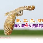 眼、耳、爪、羽毛，猫头鹰4大捉鼠武器