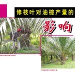 修枝叶对油棕产量的影响