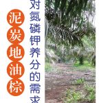 泥炭地油棕对氮磷钾养分的需求