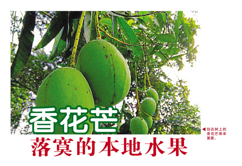Read more about the article 香花芒,落寞的本地水果