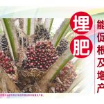 埋肥能促根及增产