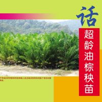 话超龄油棕秧苗