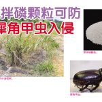 甲拌磷颗粒可防犀角甲虫入侵