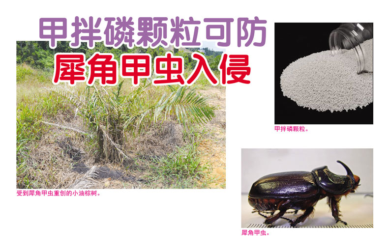 You are currently viewing 甲拌磷颗粒可防犀角甲虫入侵