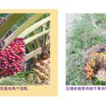 油棕果串重量之前因后果