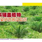 豆科铺盖植物亦感染灵芝病及启示