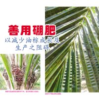 善用硼肥以减少油棕成长及生产之阻碍