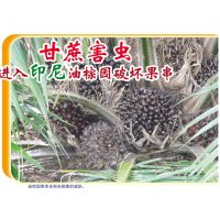 甘蔗害虫进入印尼油棕园破坏果串