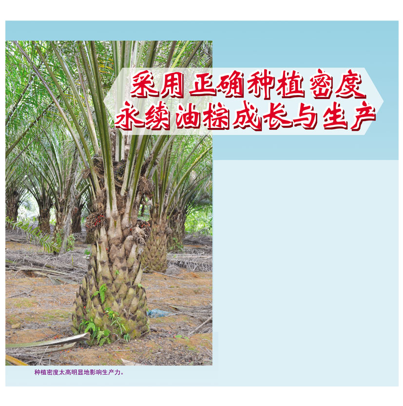 You are currently viewing 采用正确种植密度,永续油棕成长与生产
