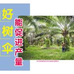 好树伞能促进产量