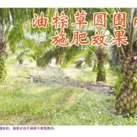 油棕草圆围内施肥效果