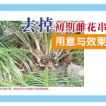 去掉初期雌花串用意与效果