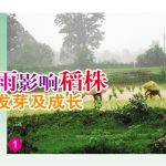 酸雨影响稻株发芽及成长