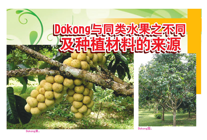 Read more about the article Dokong与同类水果之不同及种植材料的来源