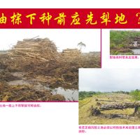 油棕下种前应先犁地?