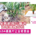 保养肥效与增进油棕植株成长, FELDA铺盖片让业者受益