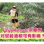 Glyphosate杀草剂对轻龄油棕可有影响?