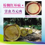 棕榈红环病•害虫乃元凶