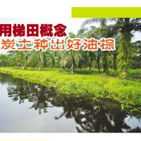 采用梯田概念,泥炭土种出好油棕